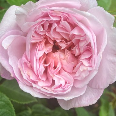 Rosa 'Ausmajesty' syn. Rosa 'Elizabeth'