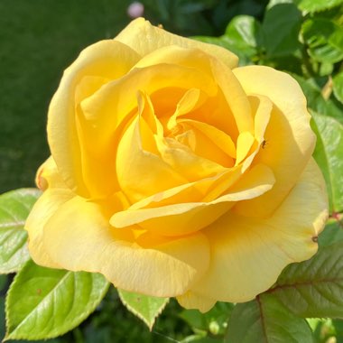 Rosa 'Arthur Bell'