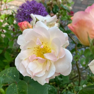 Rosa 'Penelope'