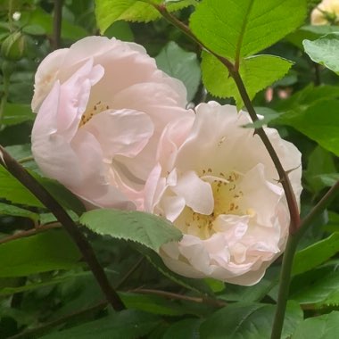 Rosa 'Ausherbert' syn. Rosa 'The Lady of the Lake'