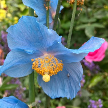 Meconopsis China Blue