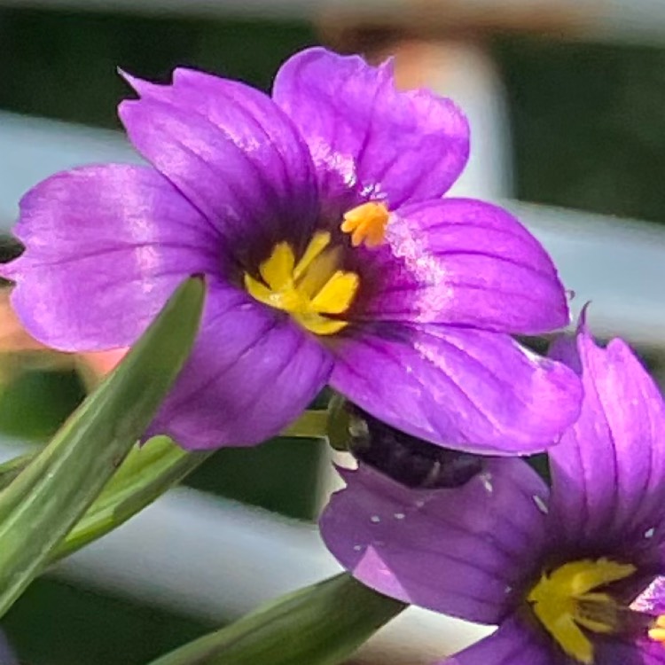 plant image 1601321