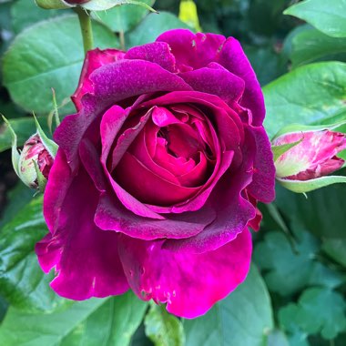 Rosa 'Ausbernard' syn. Rosa 'Munstead Wood'