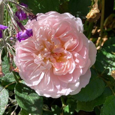 Rosa 'Ausmajesty' syn. Rosa 'Elizabeth'
