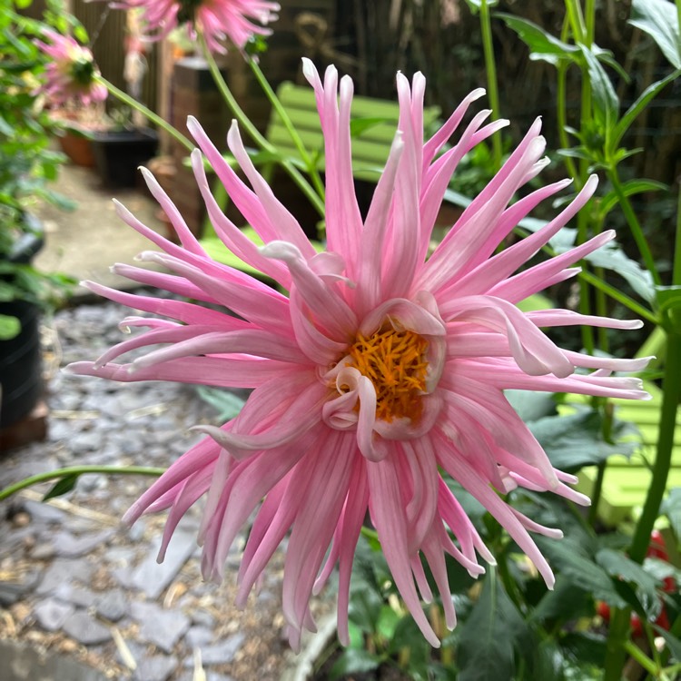 plant image 1619541