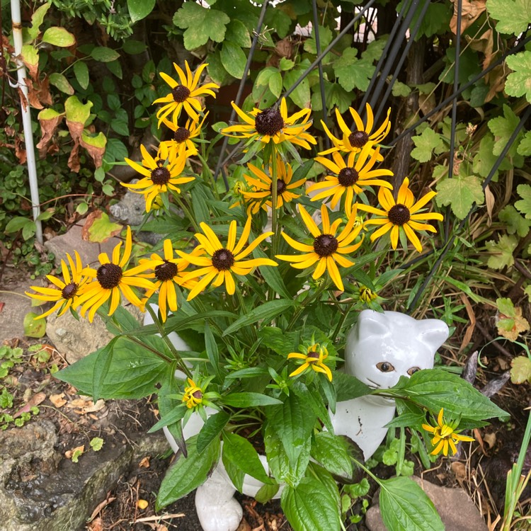 plant image 1619542