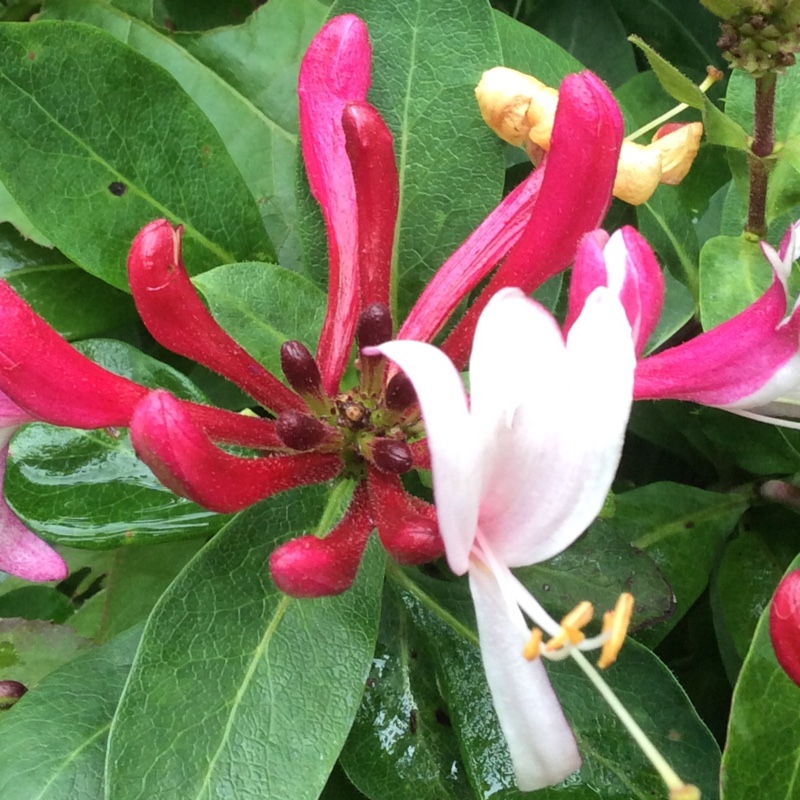 Plant image Lonicera periclymenum 'Serotina' syn. Lonicera periclymenum 'Florida'