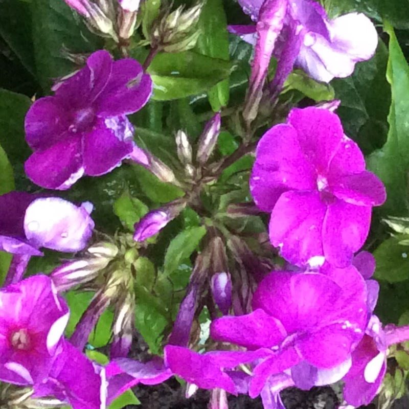 plant image 186844 plant image 186844