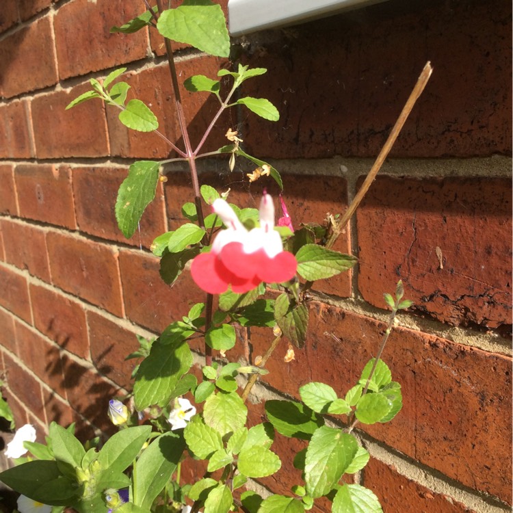 plant image 200962