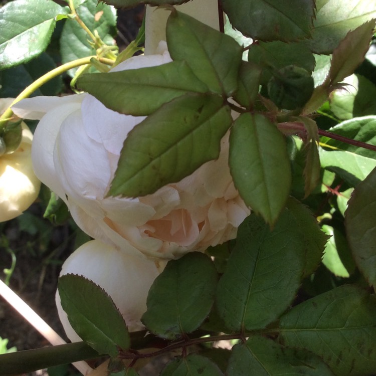 plant image 208929