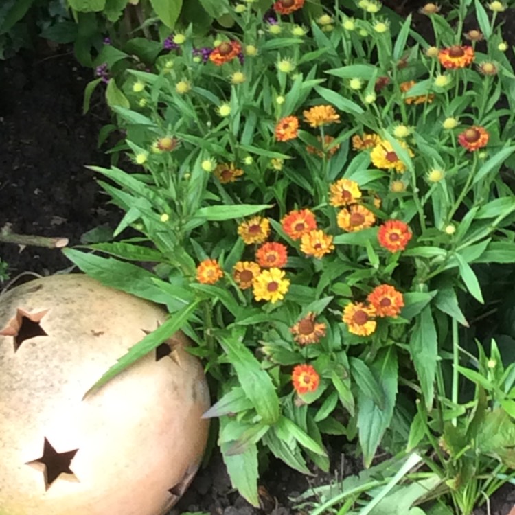 plant image 259763