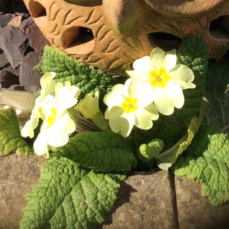 Plant image Primula 'Cottage Cream'