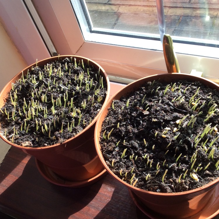 Plant image Avena Sativa