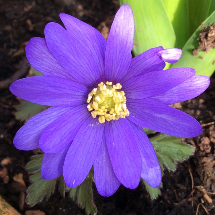 Plant image Anemone blanda 'Blue Shades'