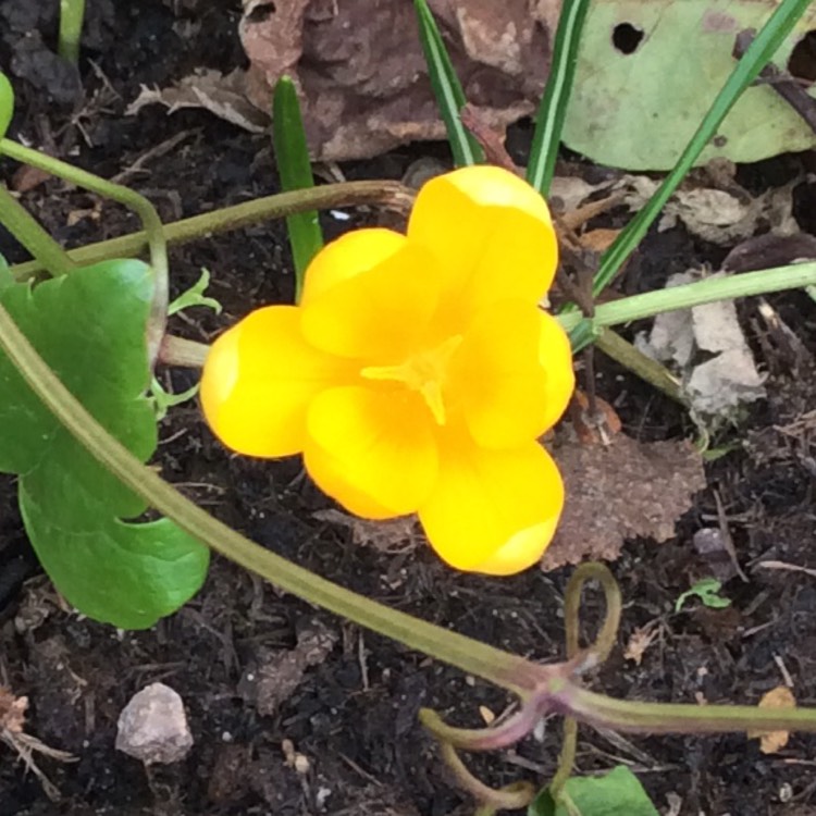 Plant image Crocus ancyrensis