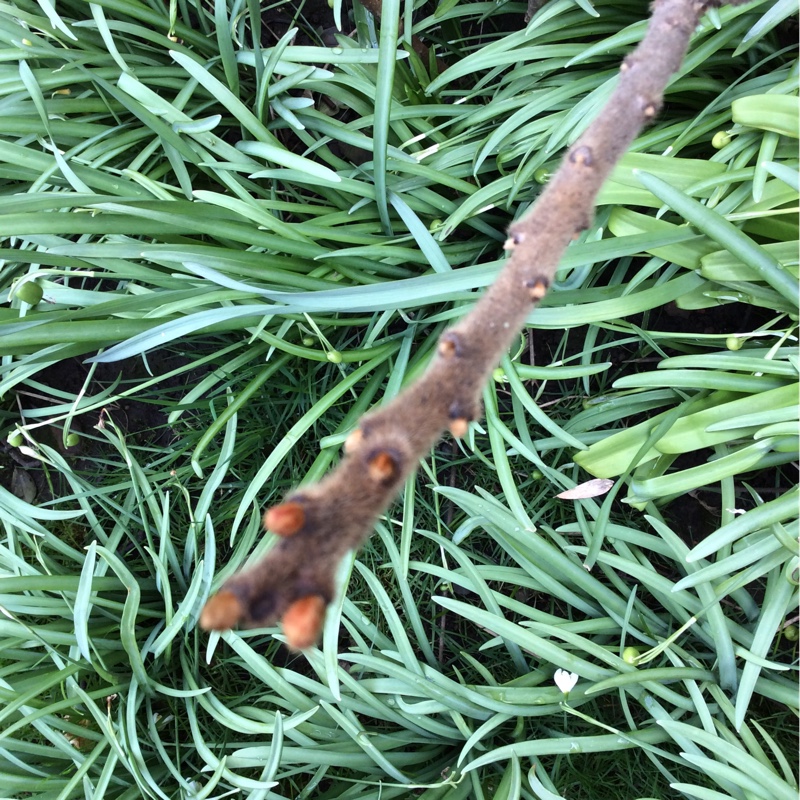 plant image 34964