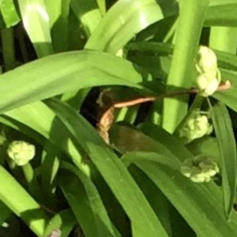 Plant image Hyacinthoides hispanica 'Alba'
