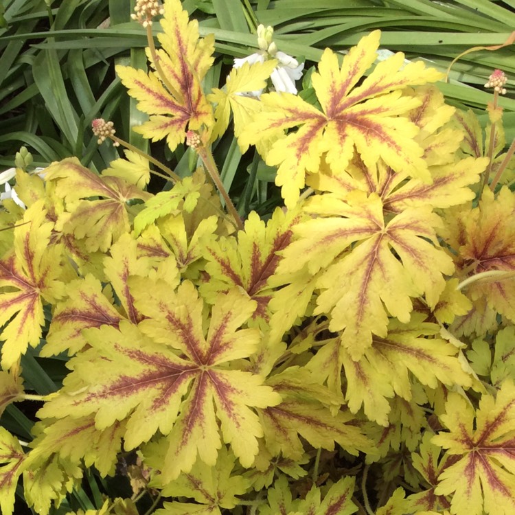 plant image 381381