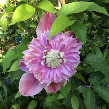 Clematis 'Josephine' (Evijohill)