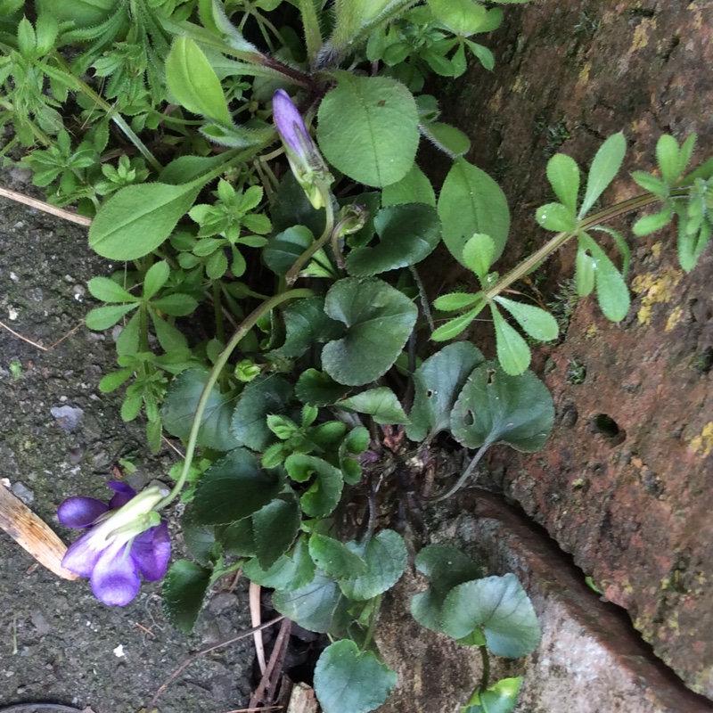Plant image Viola riviniana 'Purpurea'
