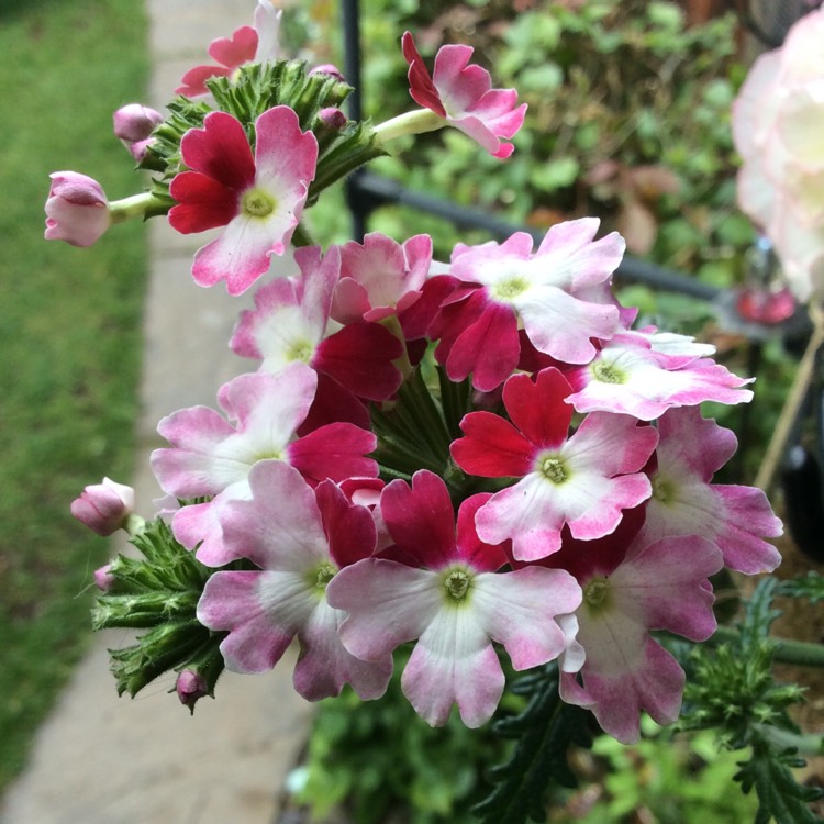 plant image 410771