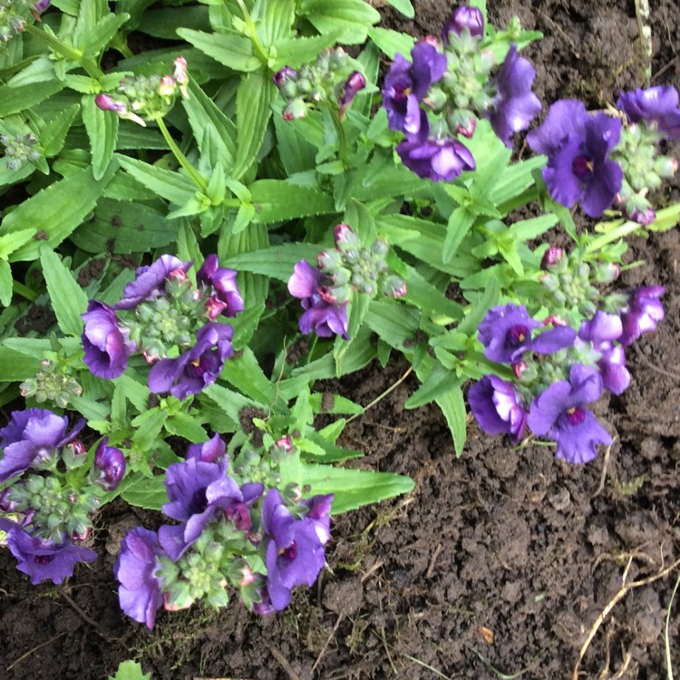 Plant image Nemesia strumosa 'Myrtille'