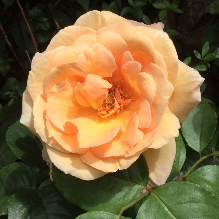 plant image 459292