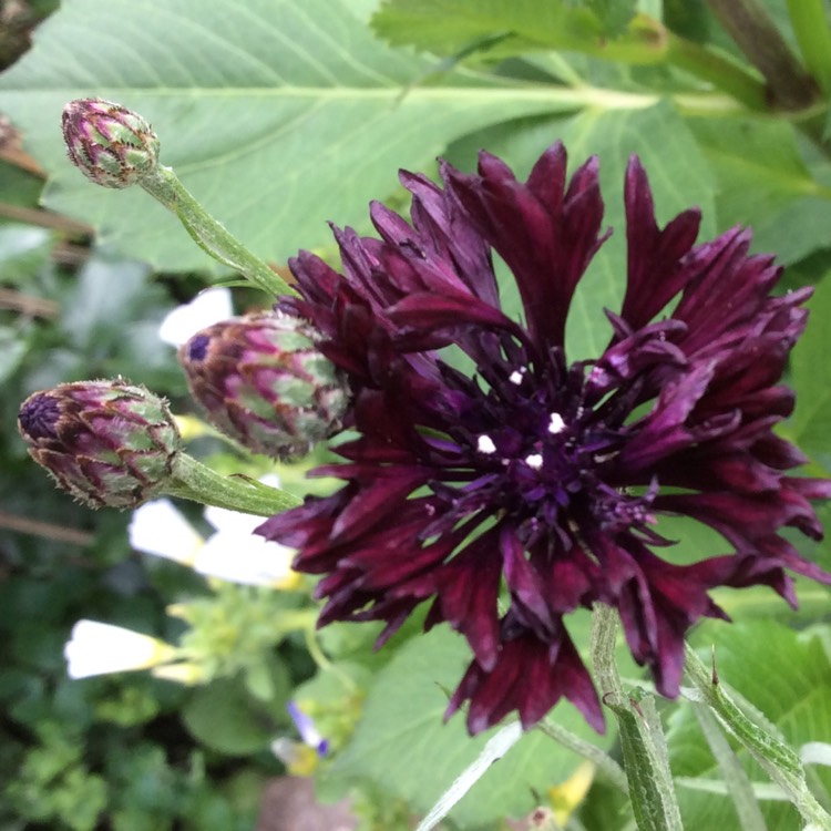 Plant image Centaurea cyanus 'Black Ball'