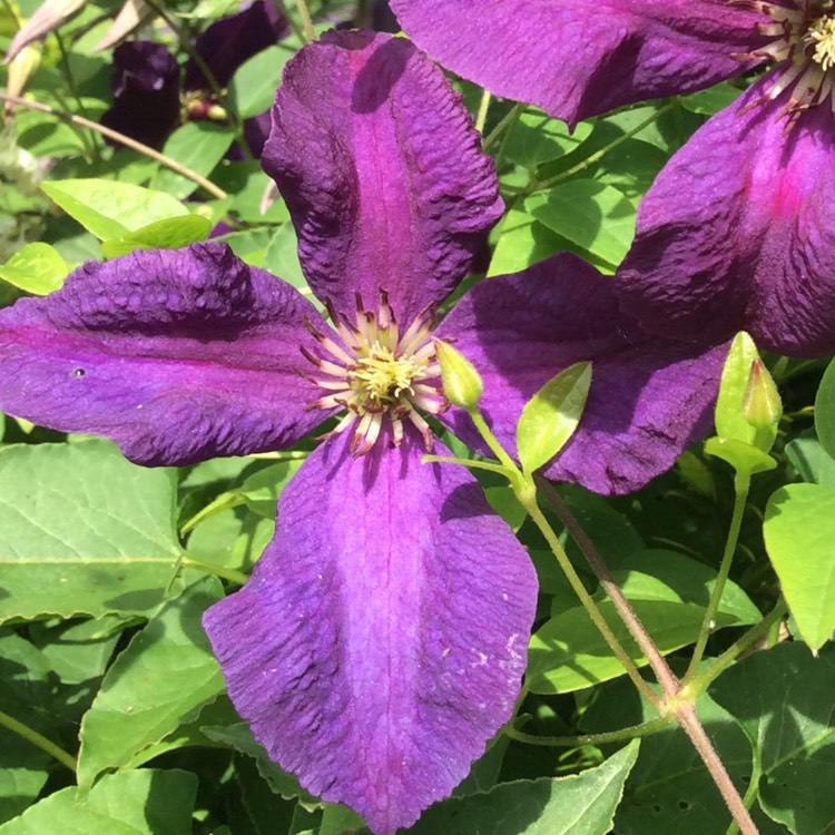 Plant image Clematis jackmanii 'Superba'