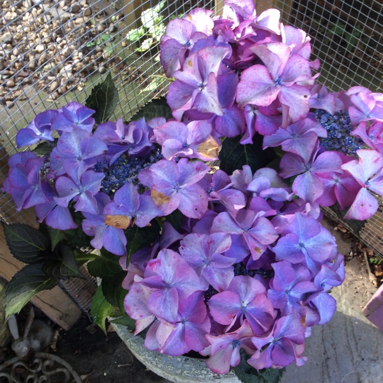 plant image 518398