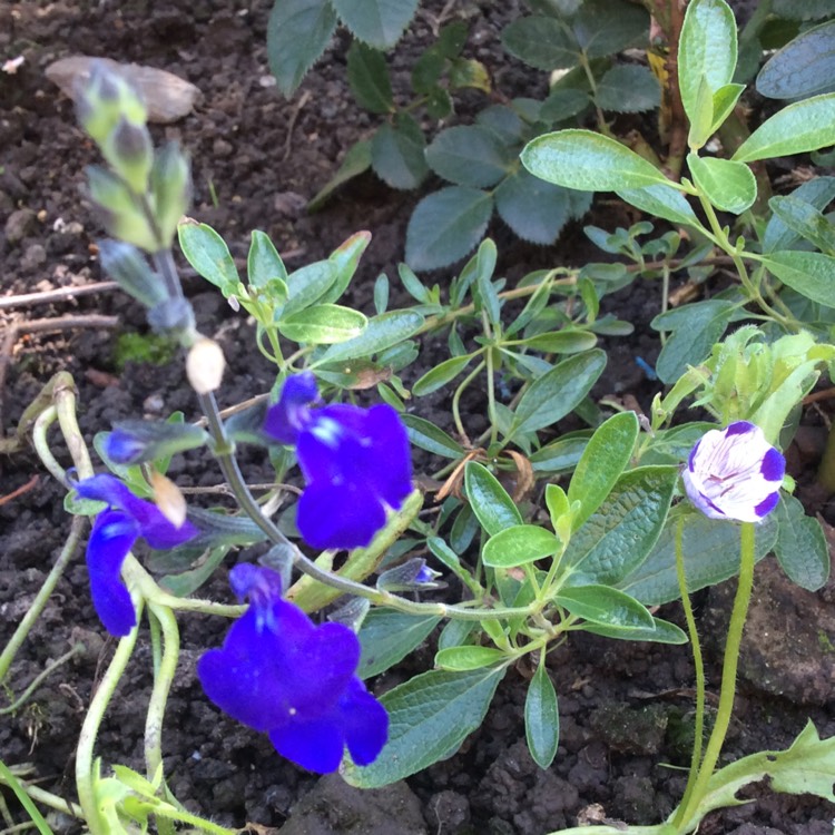 Plant image Salvia Microphylla 'Blue Note'