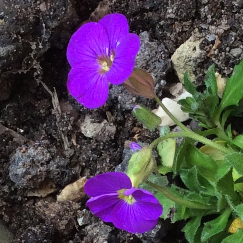 Aubrieta