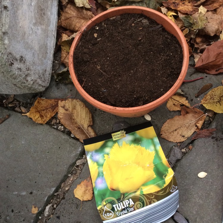 plant image 573648