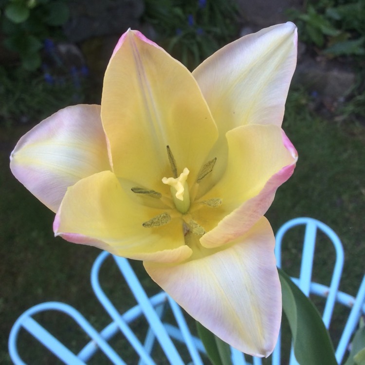 plant image 687856