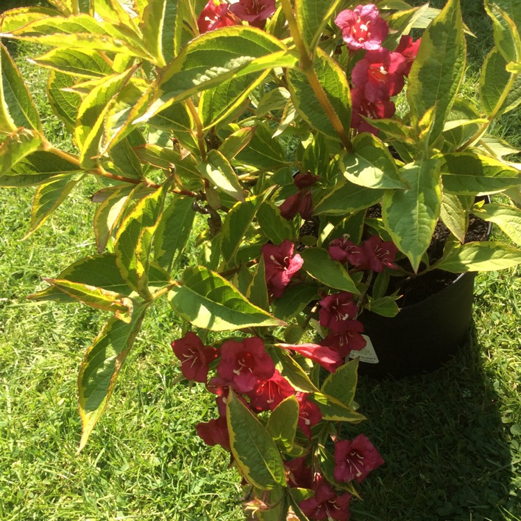 plant image 714280