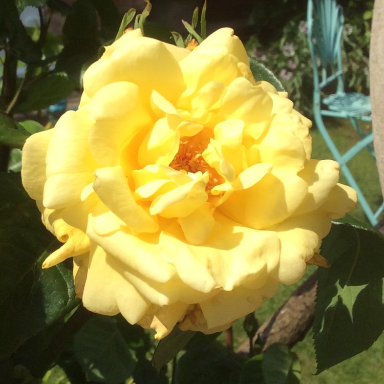 plant image 715911