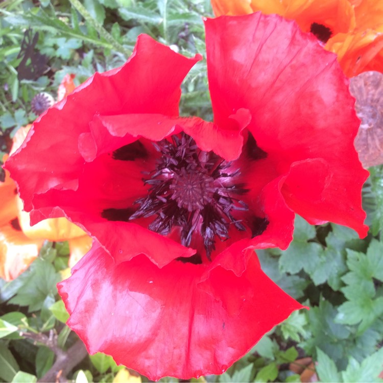 plant image 722576 plant image 722576