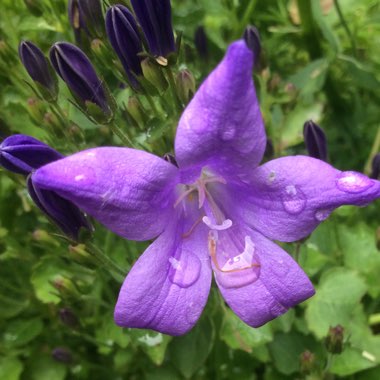 Campanula
