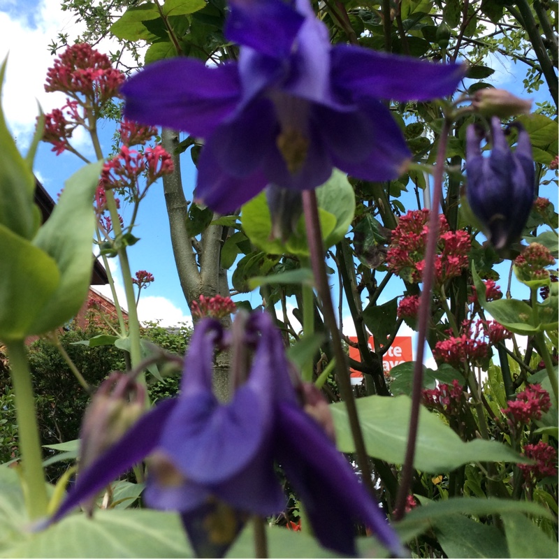 plant image 72314