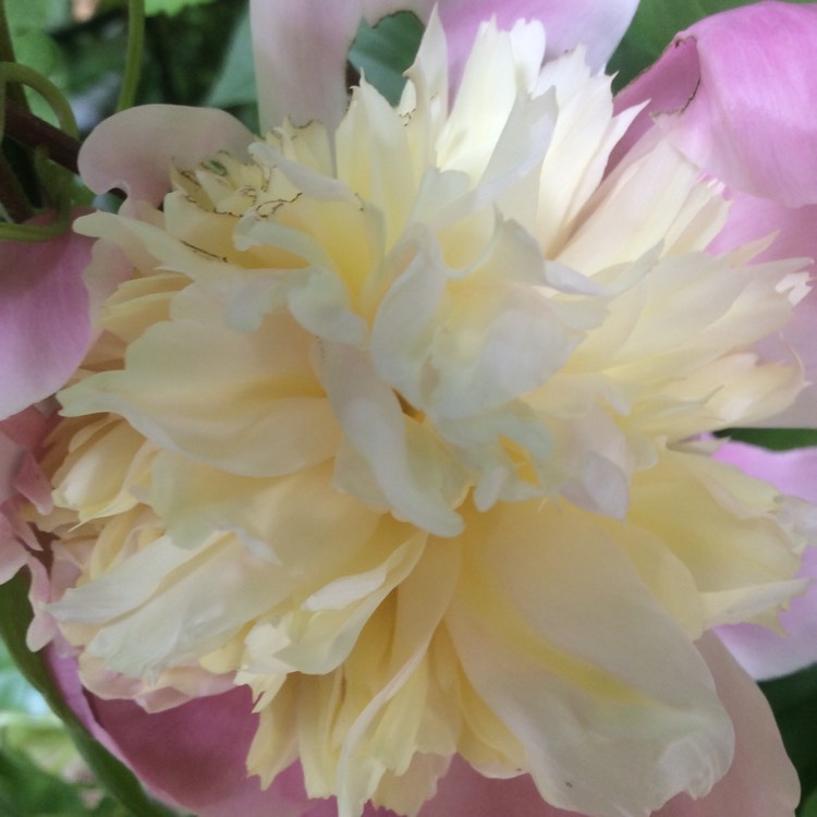 plant image 727515