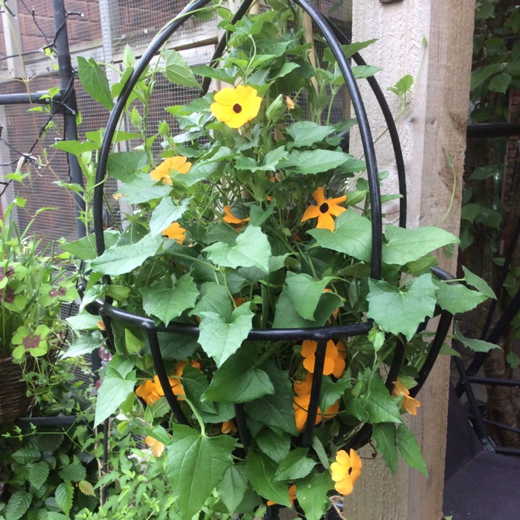 plant image 732321
