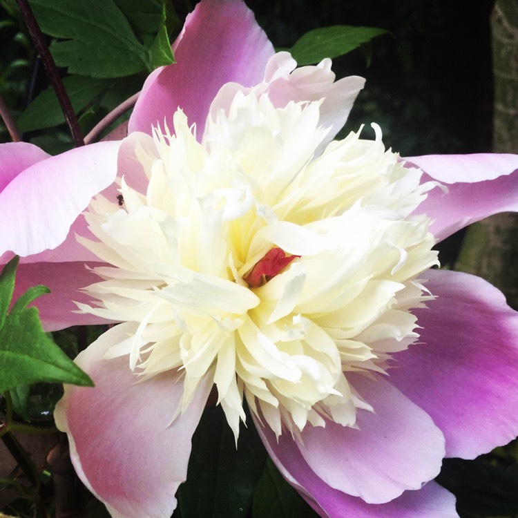 plant image 735151