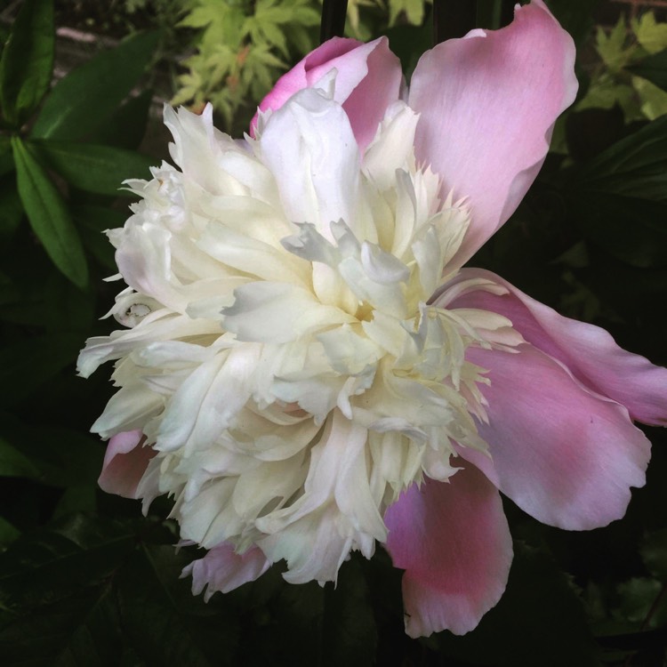 plant image 735154