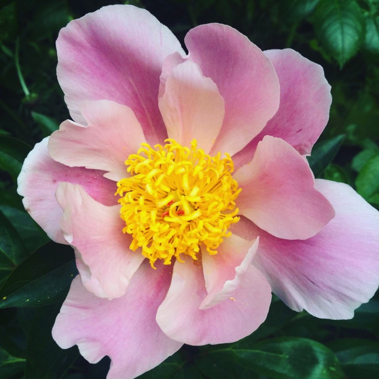 plant image 735155