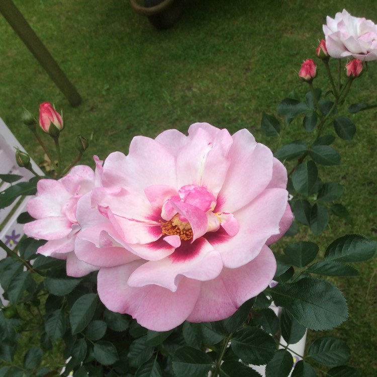 plant image 741361 plant image 741361