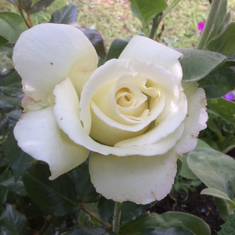 plant image 746549 plant image 746549