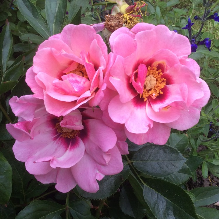 plant image 746558 plant image 746558