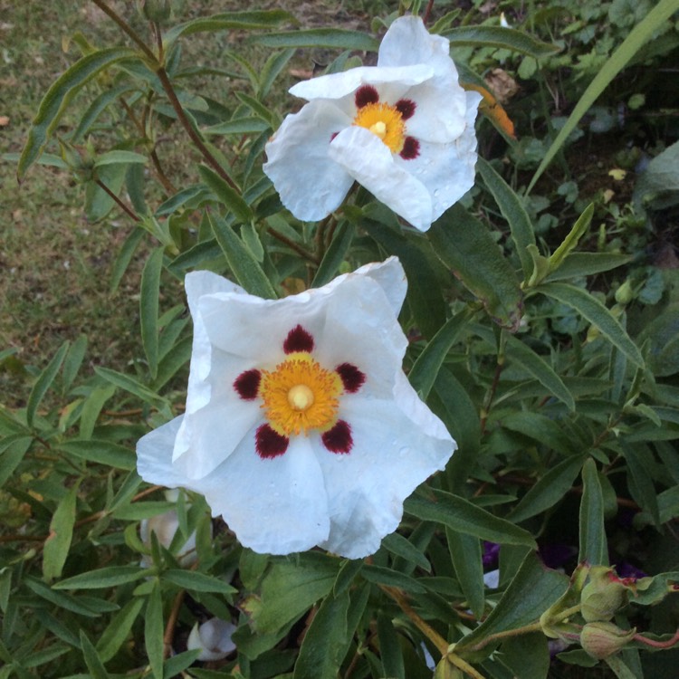 plant image 748265 plant image 748265