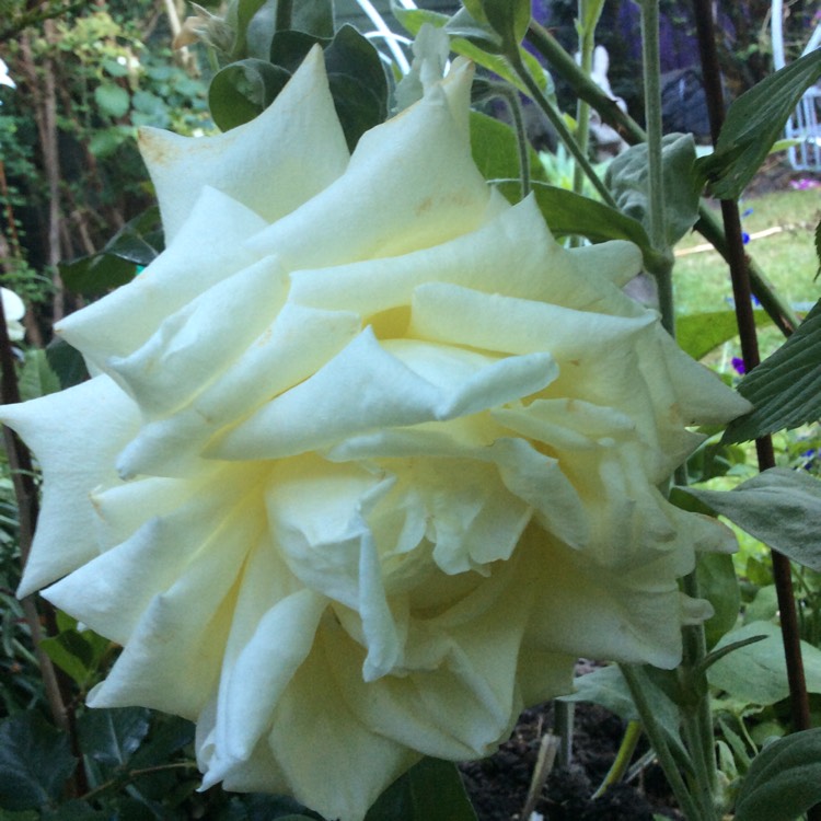 plant image 762614 plant image 762614