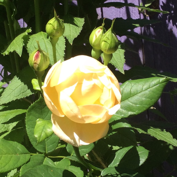 plant image 762652